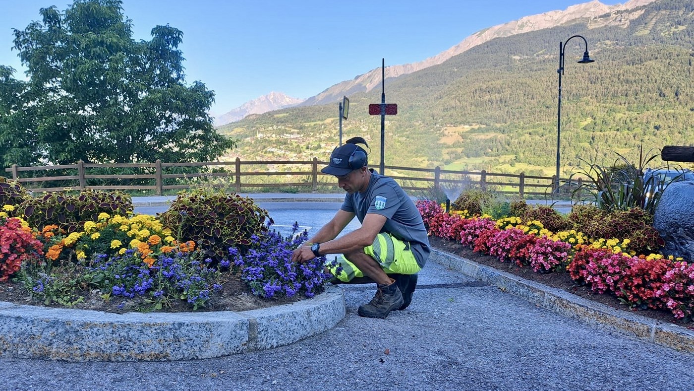 Pensées florales en période hivernale