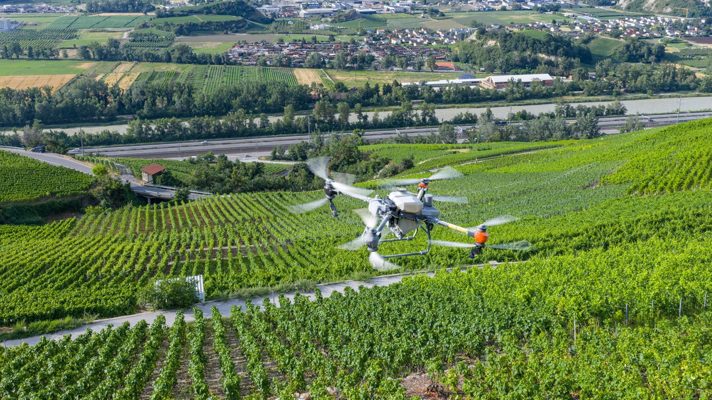 Vignes : le salut vient du ciel