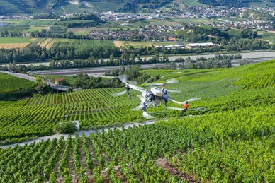 Vignes : le salut vient du ciel