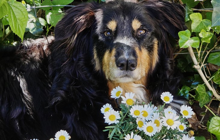 UN AMOUR DE CHIENNE