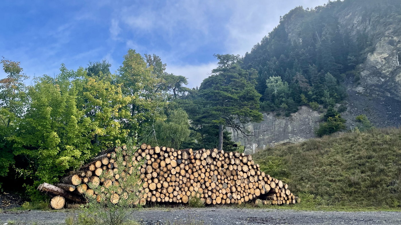 Une forêt jardinée au pouvoir protecteur