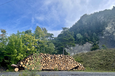 Une forêt jardinée au pouvoir protecteur