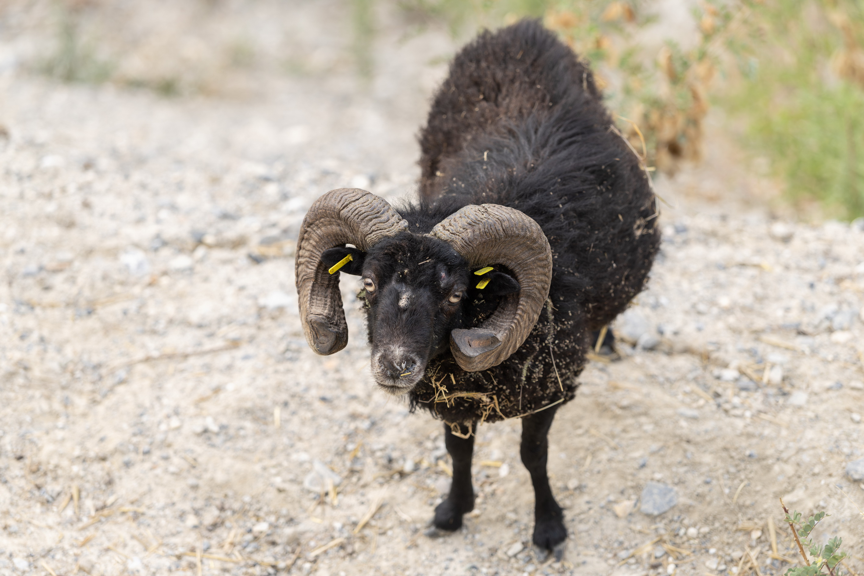Ces moutons qui cimentent l’habitat écoresponsable