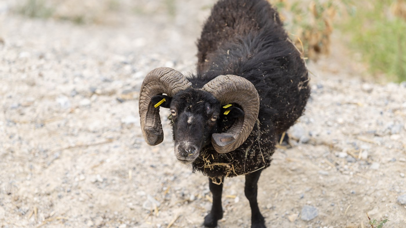 Ces moutons qui cimentent l’habitat écoresponsable