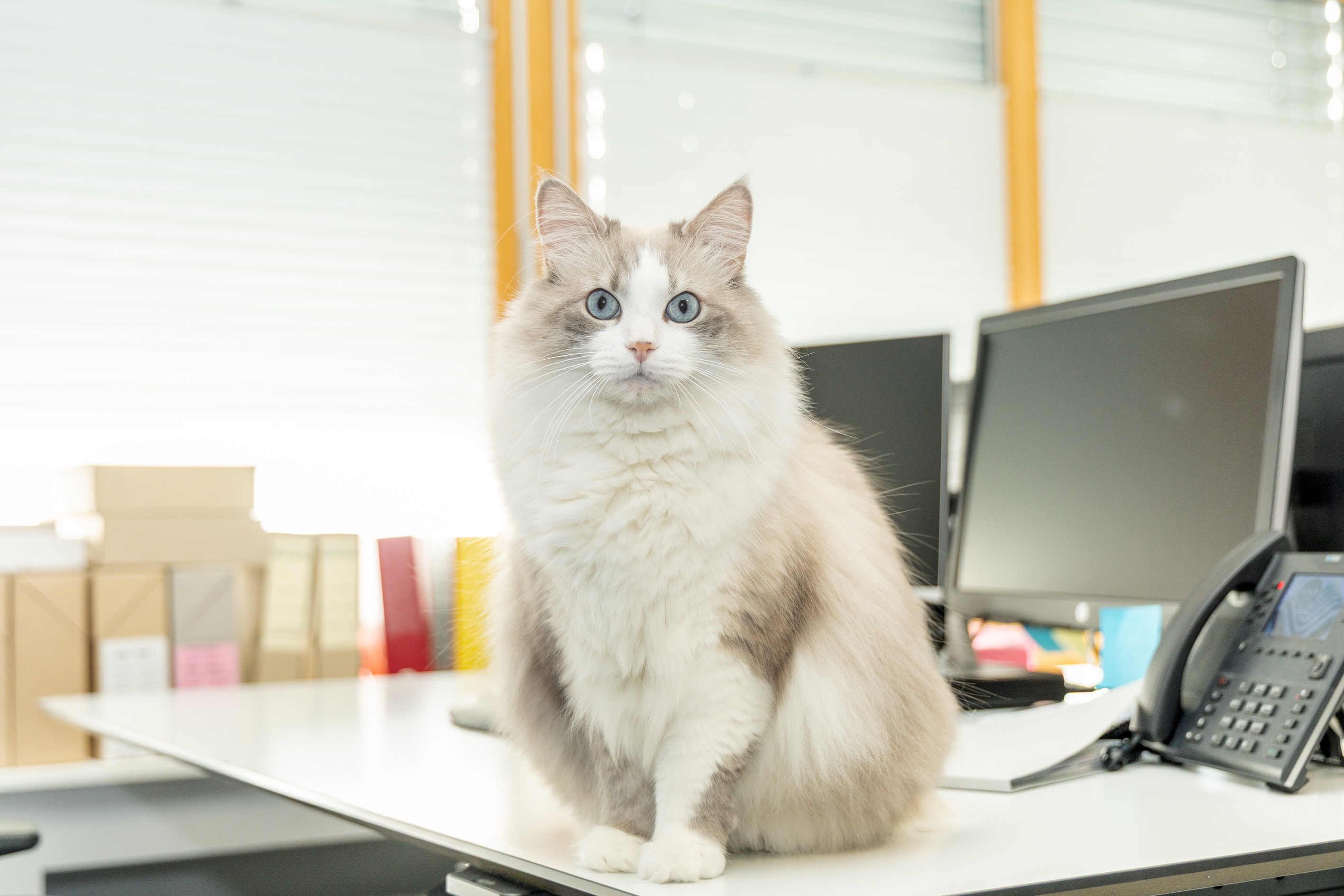 Crans-Montana s'engage en faveur des animaux