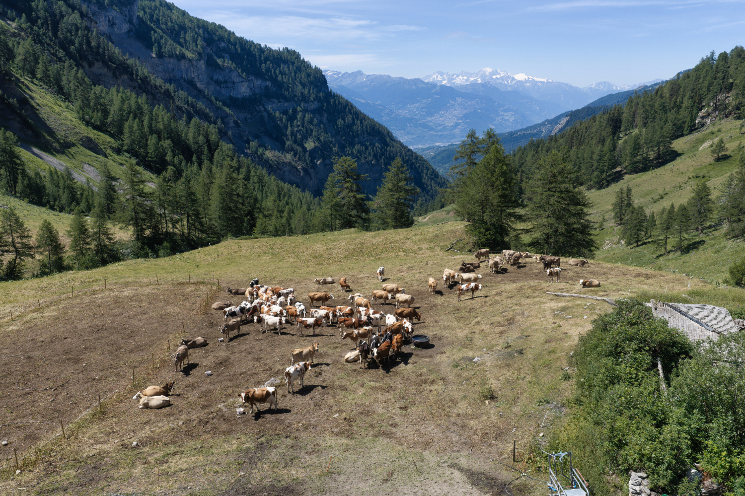 dji_20260708111314_0118_d_nik