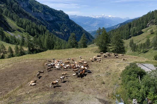 dji_20260708111314_0118_d_nik [mediaCopyright: © Lucianon Miglionico]