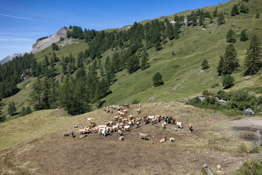 dji_20260708111331_0119_d_nik [mediaCopyright: © Lucianon Miglionico]